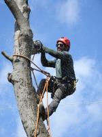 Low Cut Tree Services image 4